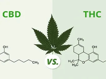 THC vs. CBD – Everything You Need To Know