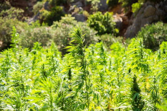 Why Organic Farming is Better for You and the Planet