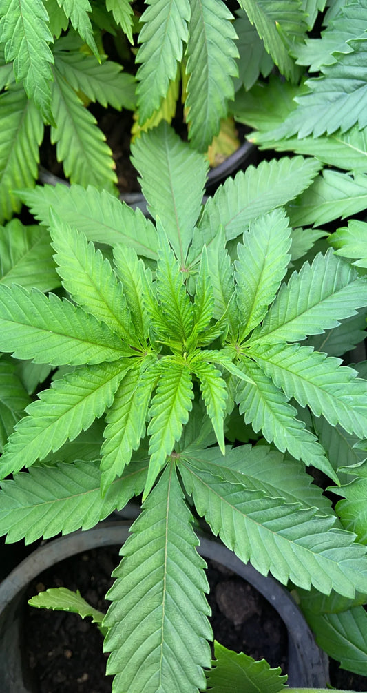 Hemp Plants – 50,000 Uses