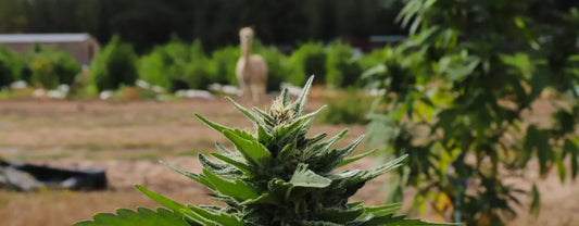 The Past, Present, And Future of CBD & Redwood Reserves