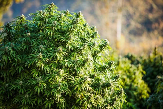 CBD Kief: Potent and Versatile