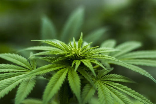 What is Smoking Hemp Flower Like?