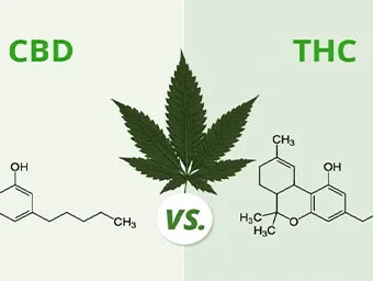 THC vs. CBD – Everything You Need To Know Regarding The Two