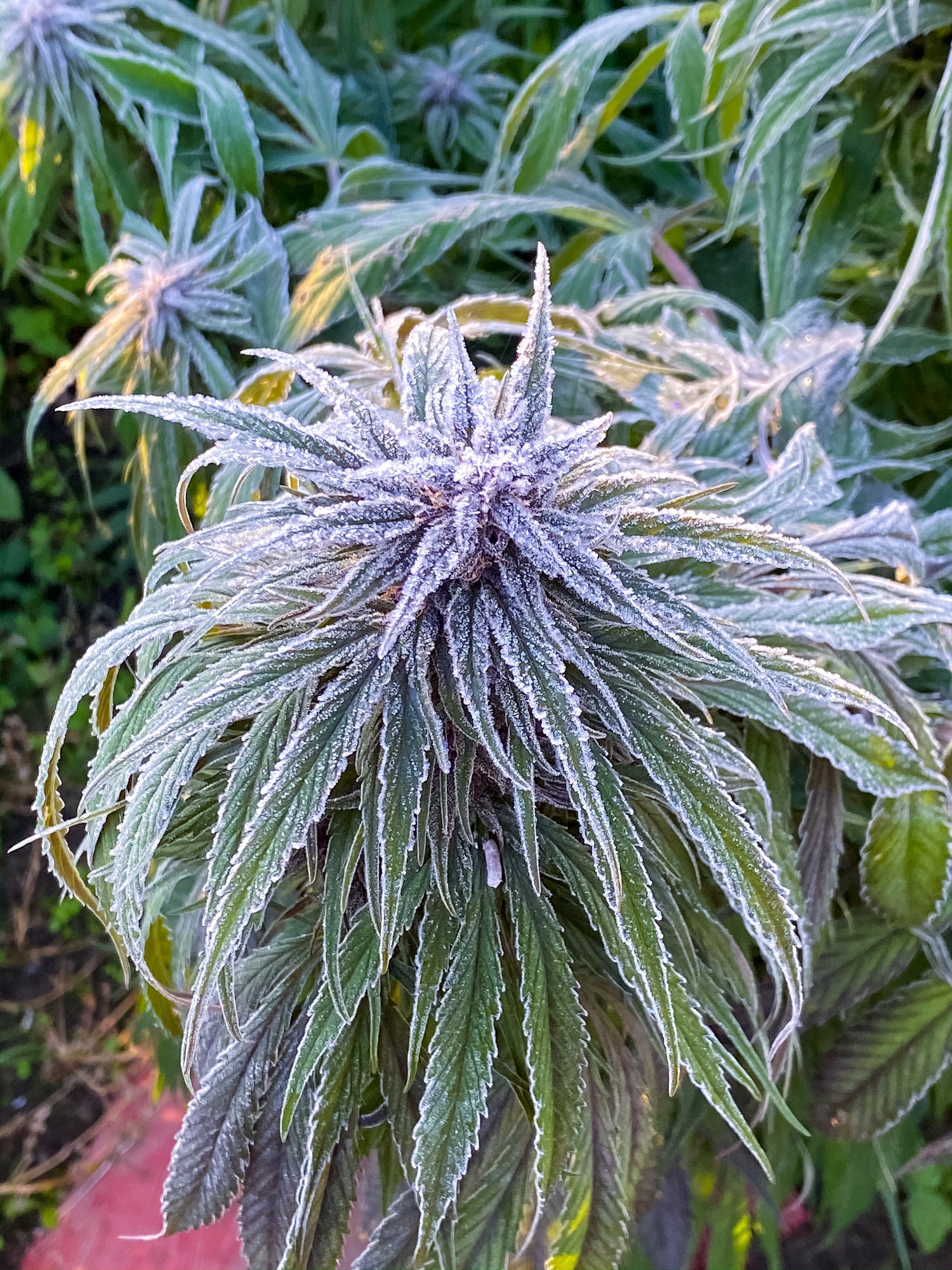 A House of Hemp Redwood Reserves