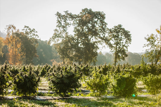 Why We Farm : Organic Hemp & Animal Rescue in the Willamette Valley