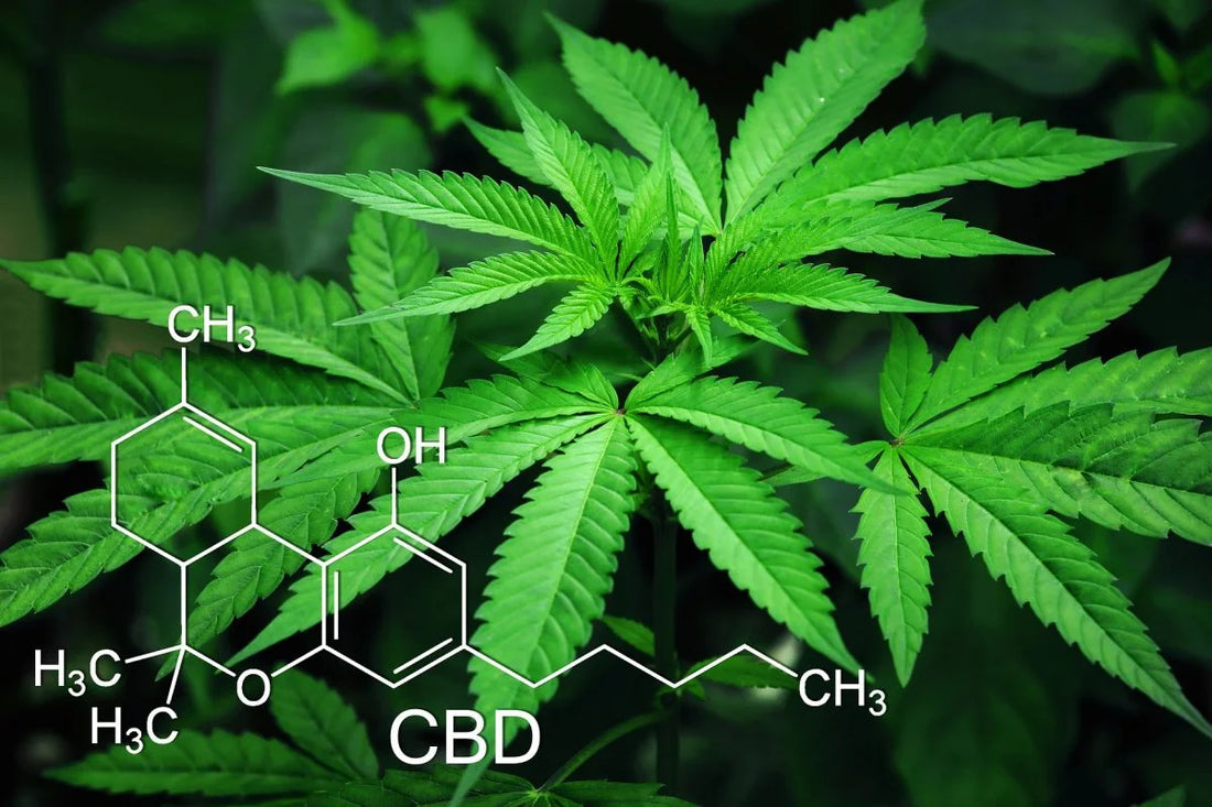 Can You Get Addicted to CBD Products?