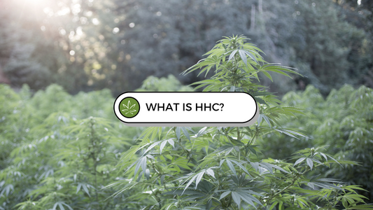 What is HHC? Your guide to the new alternative cannabinoid.