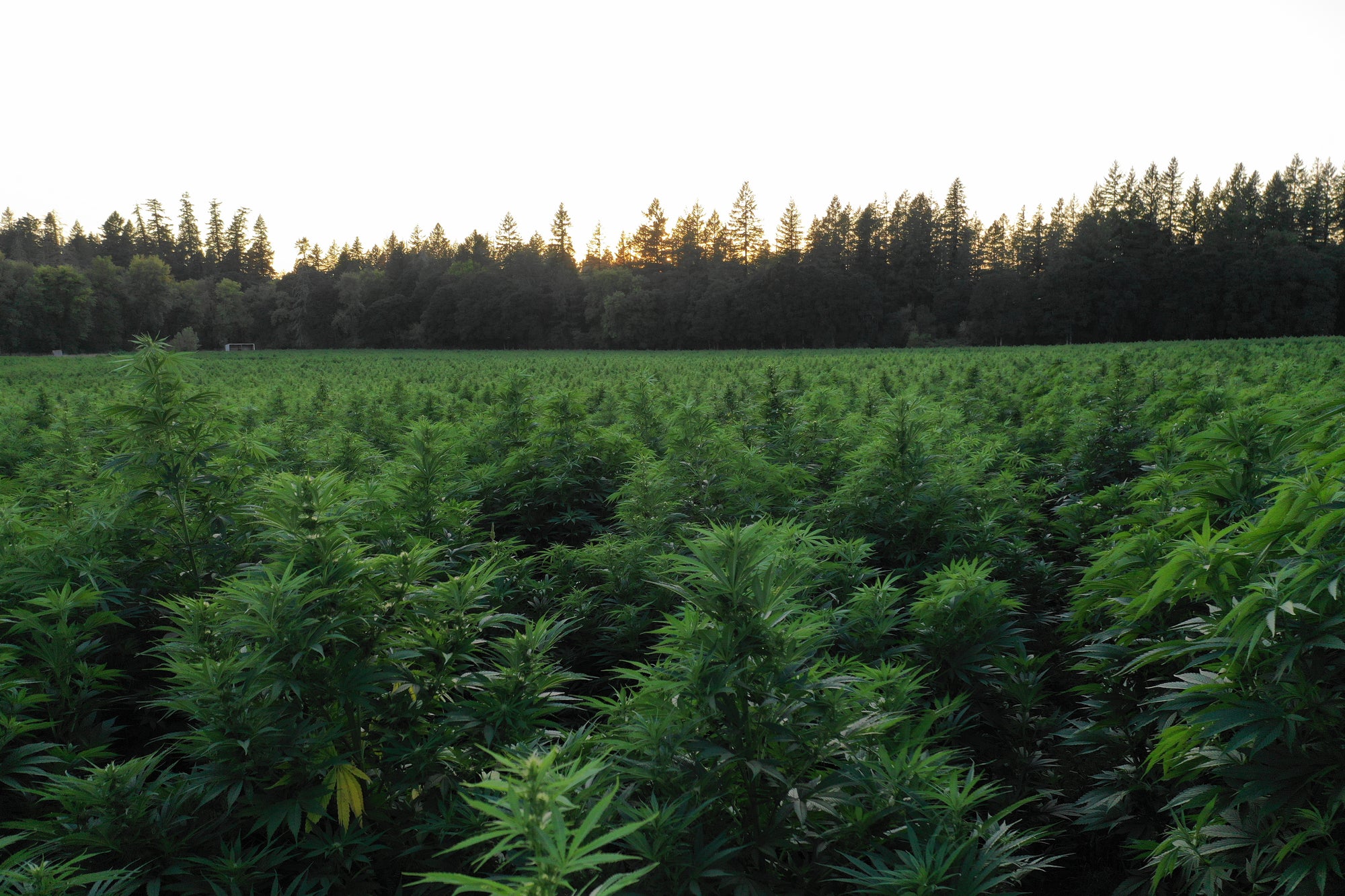 Lab Reports Redwood Reserve Redwood Reserves